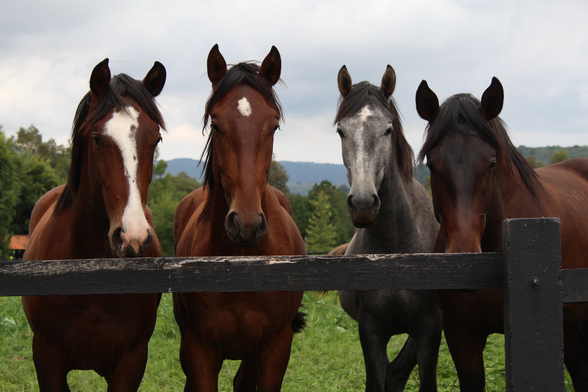 Animais de grande porte, como cavalos, também podem ser utilizados na terapia assistida por animais (Foto: Unsplash/ CreativeCommons/ Lucia Macedo)