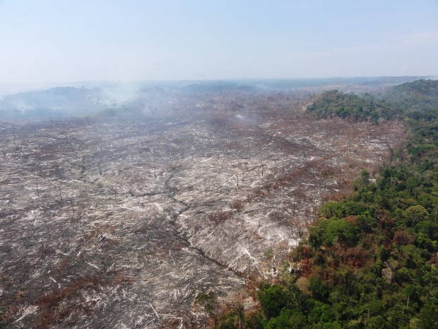 Órgãos ambientais interrompem 30 desmatamentos no Pará. (Foto: Nelson Feitosa / Divulgação)
