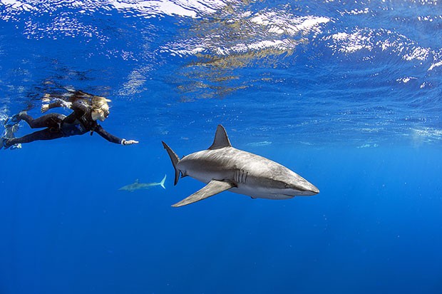 tubarão-das-Galápagos (Foto: Divulgação/André Botelho)