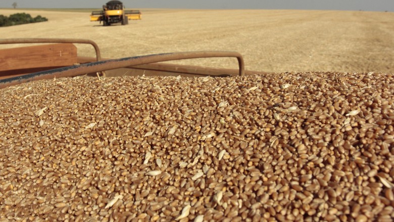 Trigo-grão-cereal-colheita (Foto: Divulgação/Biotrigo)