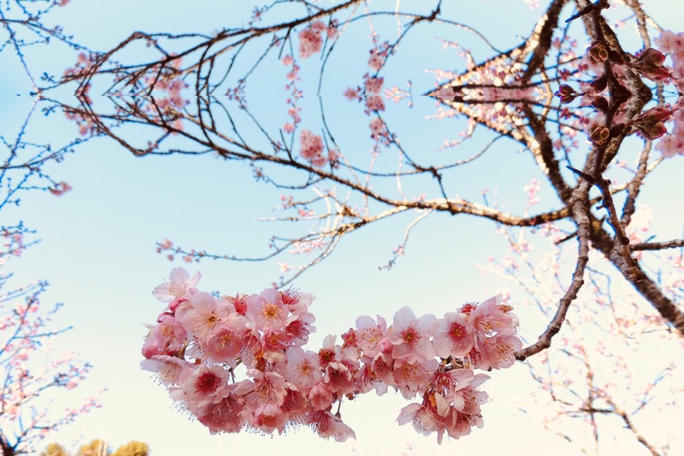 As cerejeiras do parque de Campos do Jordão estão no auge da florada — Foto: Divulgação/Parque da Cerejeira