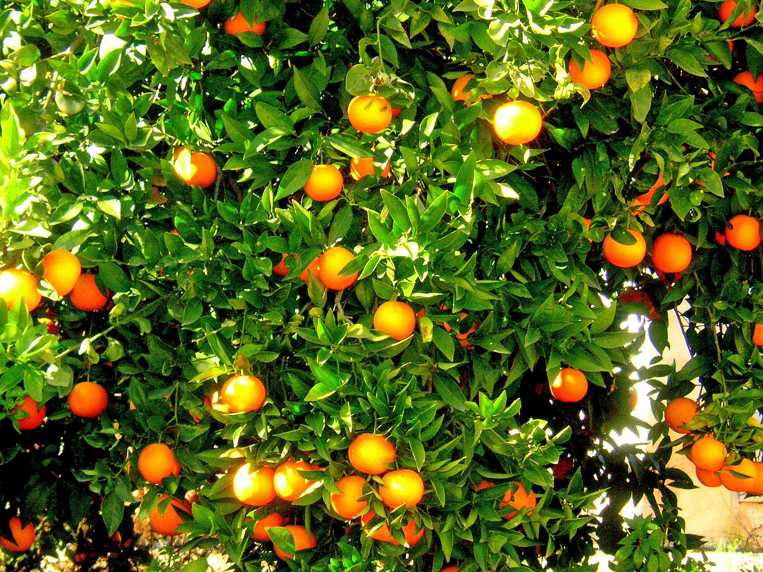 laranja-laranjeira (Foto: Pxhere/CreativeCommons)