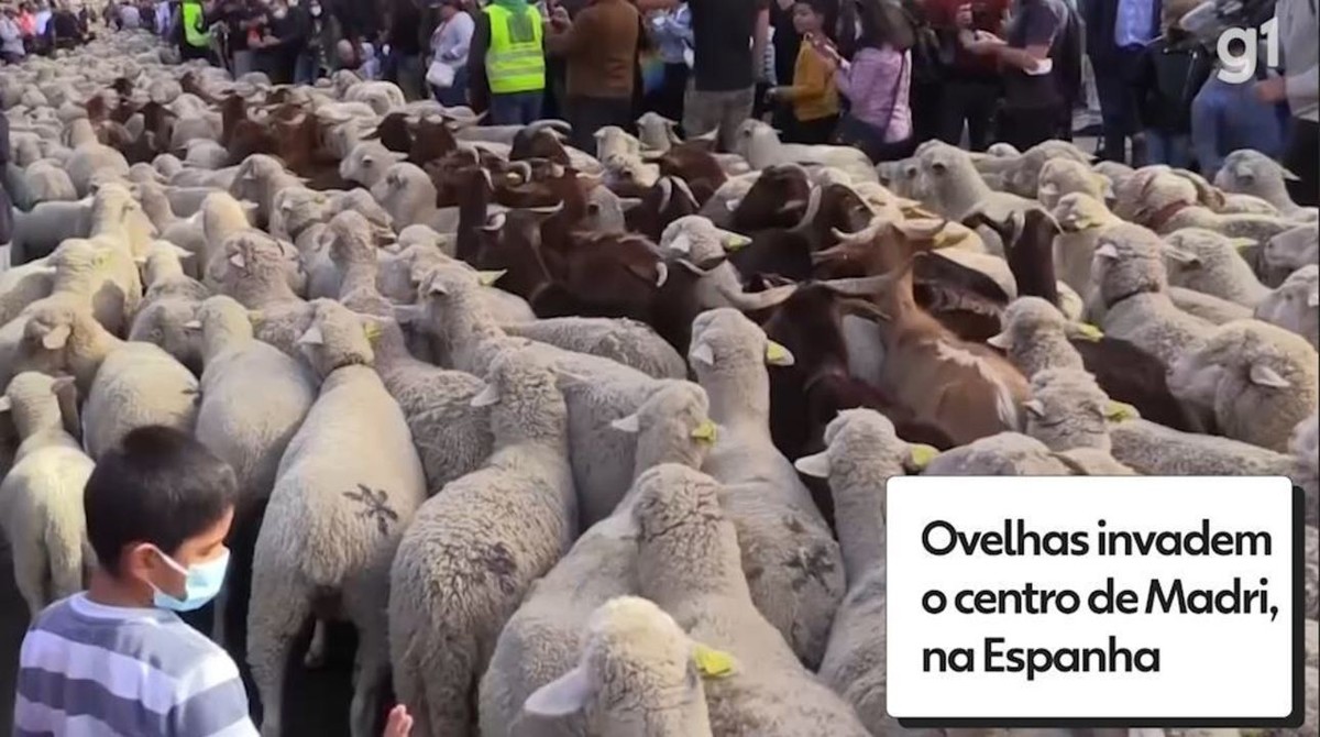 Ocupación ovina en el centro de la capital española;  Ver video |  El mundo
