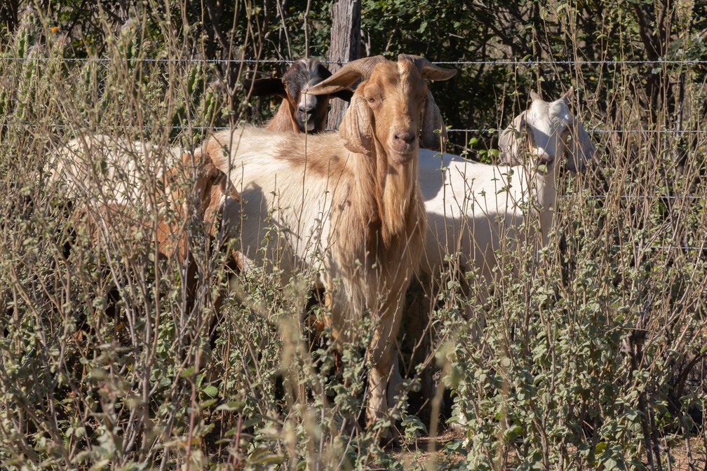 O bode 'Pai do chiqueiro' é o animal dominante no rebanho e principal reprodutor. — Foto: Celso Tavares/G1