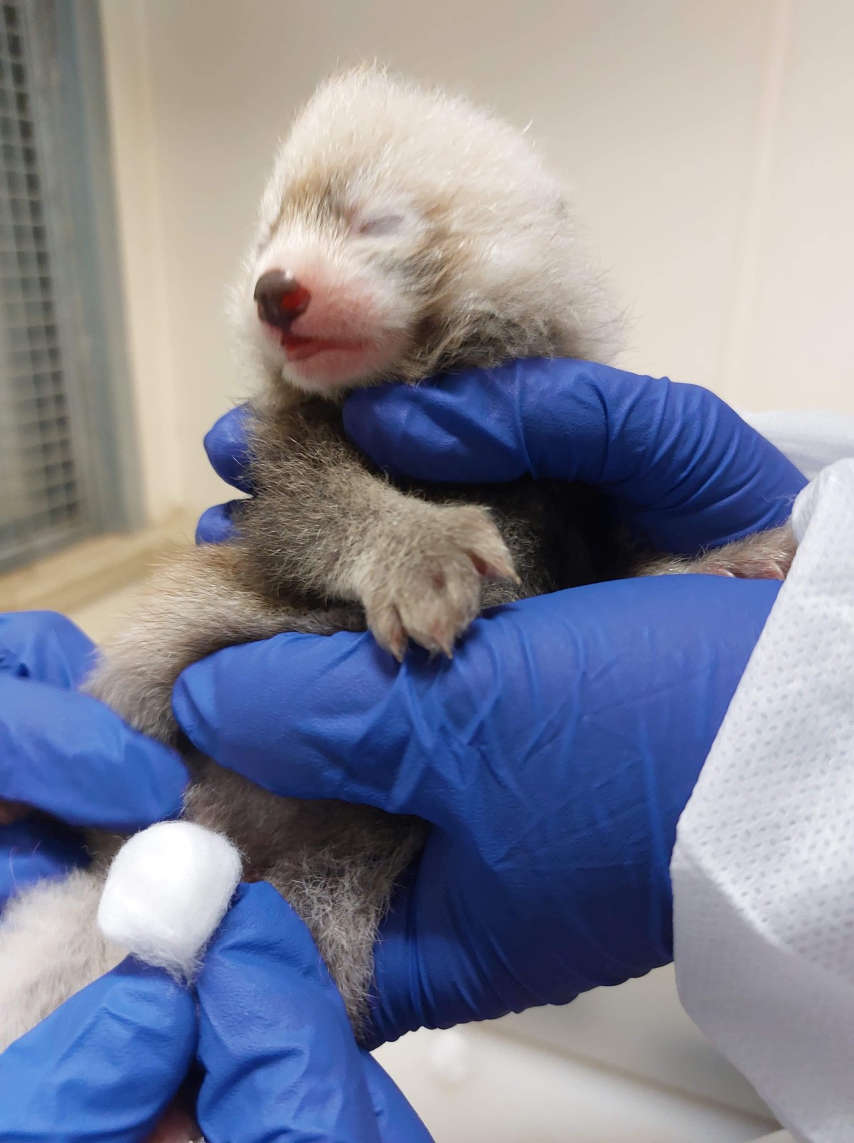 Zoológico celebra primer cachorro de panda rojo en 25 años;  reloj |  Biodiversidad