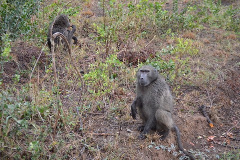 Safári no Hluhluwe Game Reserve, na África do Sul (Foto: Vinicius Galera de Arruda/Ed. Globo)