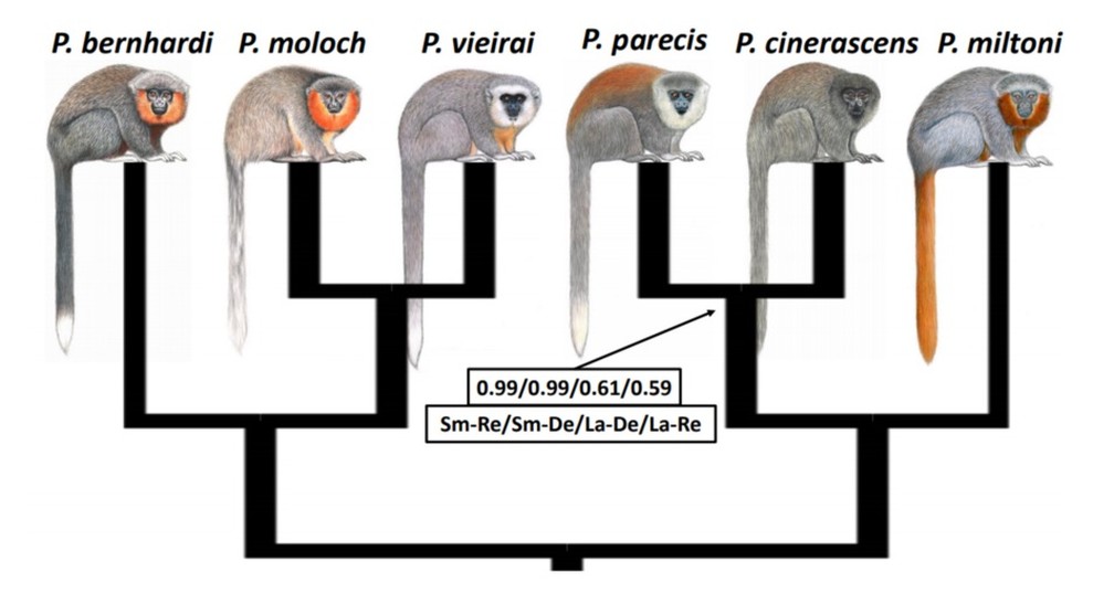 Comparação do Plecturocebus parecis com outros macacos do gênero Plecturocebus.  — Foto: Divulgação
