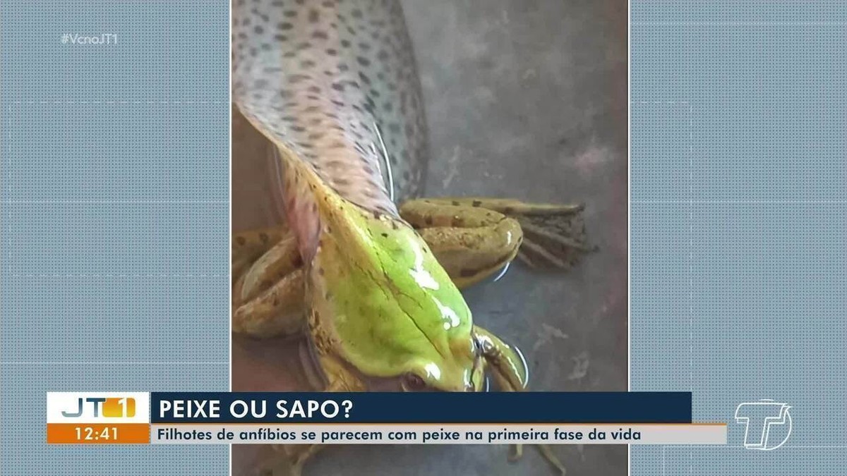 Moradores de comunidade rural encontram animal com características de sapo e peixe em Santarém