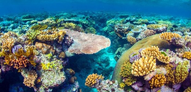 Mergulhadores desbravam região de corais nunca explorada antes (Foto: Port Douglas Meridian/ Reprodução)