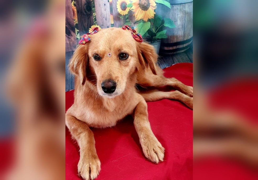 Cachorra abandonada foi levada até ONG em Capão Bonito — Foto: Polícia Civil/Divulgação