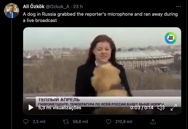 O tuíte viral mostrando o roubo do microfone de Nadezhda Serezhkina por um cachorro (Foto: Twitter)