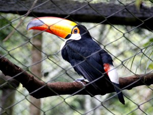 Tucano é uma das aves que habitam o Parque Ecológico Municipal (Foto: Fabio Rodrigues/G1)