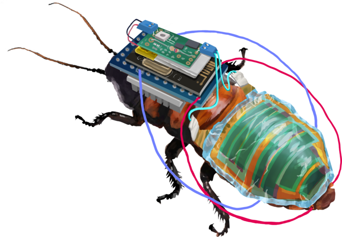 Pesquisadores da RIKEN, no Japão, criaram baratas ciborgues controladas remotamente, equipadas com um pequeno módulo de controle sem fio que é alimentado por uma bateria recarregável conectada a uma célula solar (Foto: Divulgação/ RIKEN)