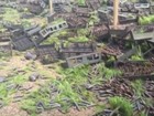 Mulheres do MST destroem 1,2 milhão de mudas de pinus da Araupel, no PR