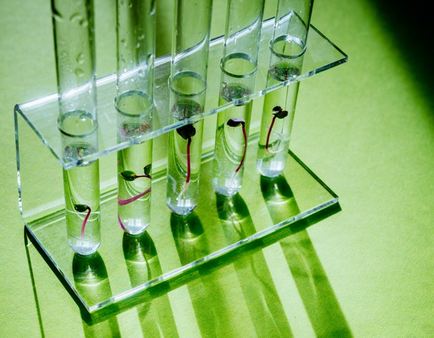 Green seedling in test tubes. (Foto: Getty Images)