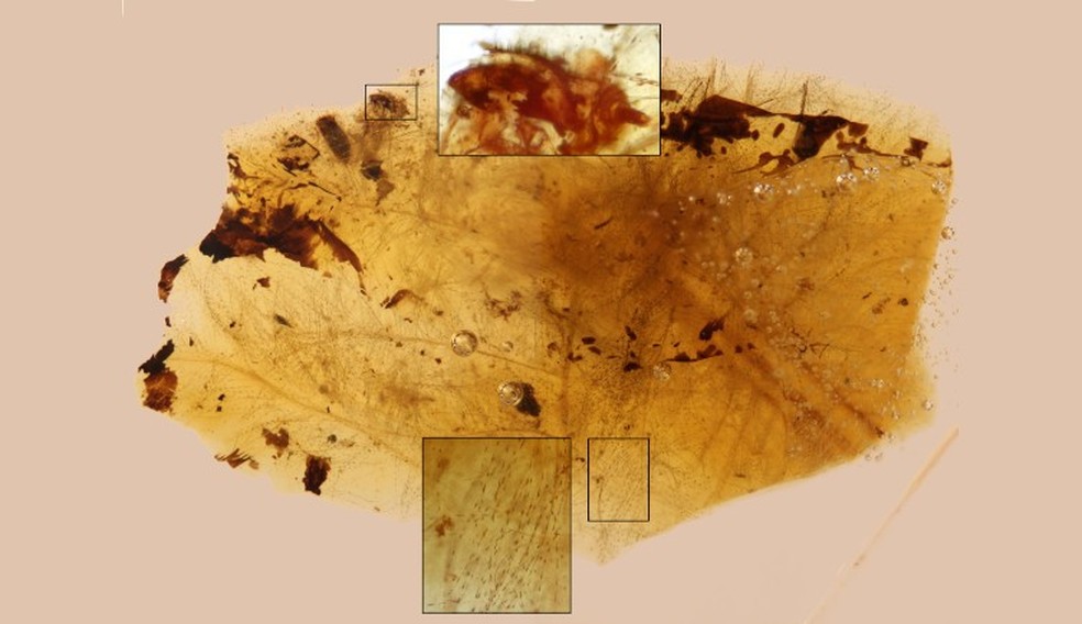 As larvas de insetos (parte superior inserida) foram encontradas intimamente associadas a penas de dinossauros parcialmente apodrecidas (parte inferior inferior), sugerindo que os insetos poderiam ter vivido em ninhos de dinossauros. — Foto: CN-IGME CSIC