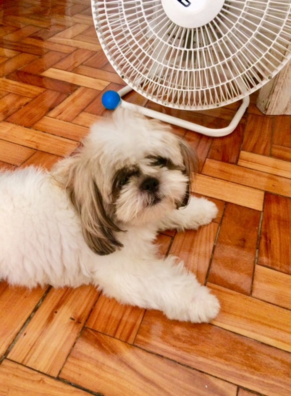 No verão, os pets, principalmente com muito pelo, pedem um cuidado especial. — Foto: Amelia Gonzalez (arquivo pessoal)