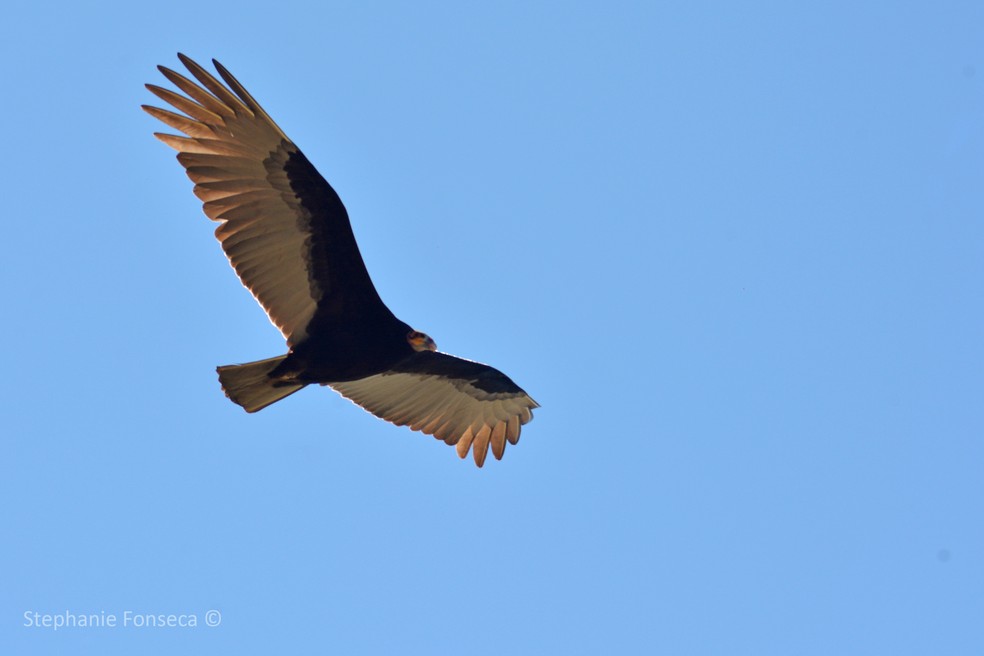Urubu-de-cabeça-amarela (Cathartes burrovianus) — Foto: Stephanie Fonseca