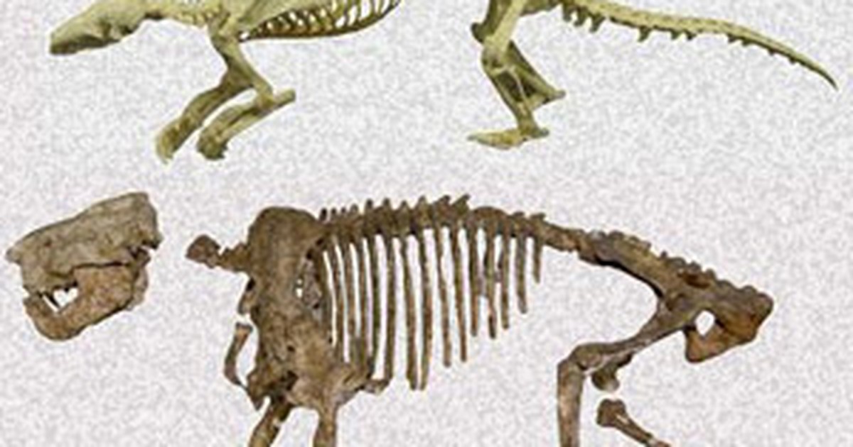 Antigo Pangolim Parasaurolophus. Animal Pré-histórico Com Um