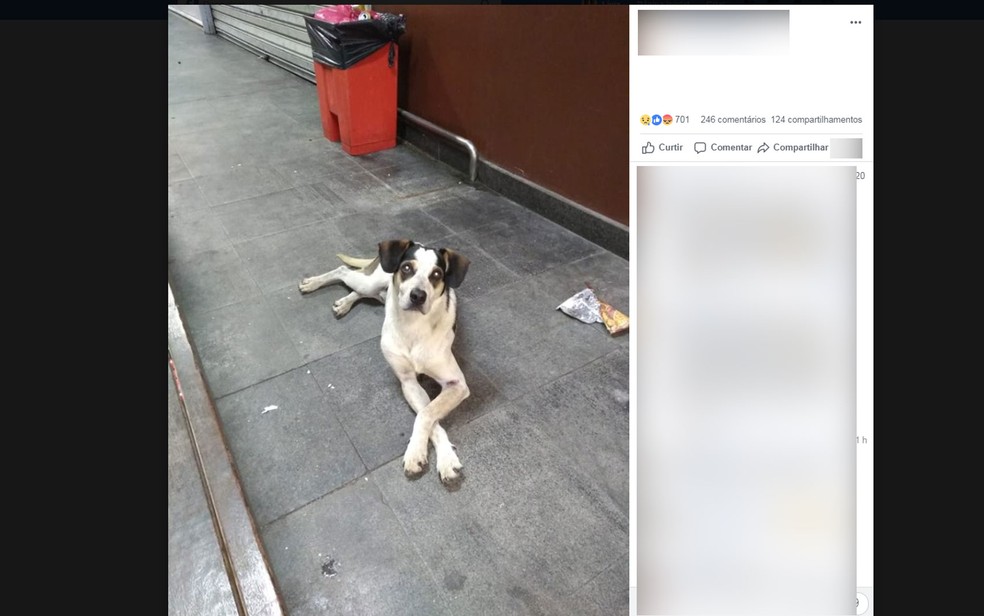 Cachorro teria sido envenenado e espancado por funcionário de unidade do Carrefour — Foto: Reprodução/Facebook