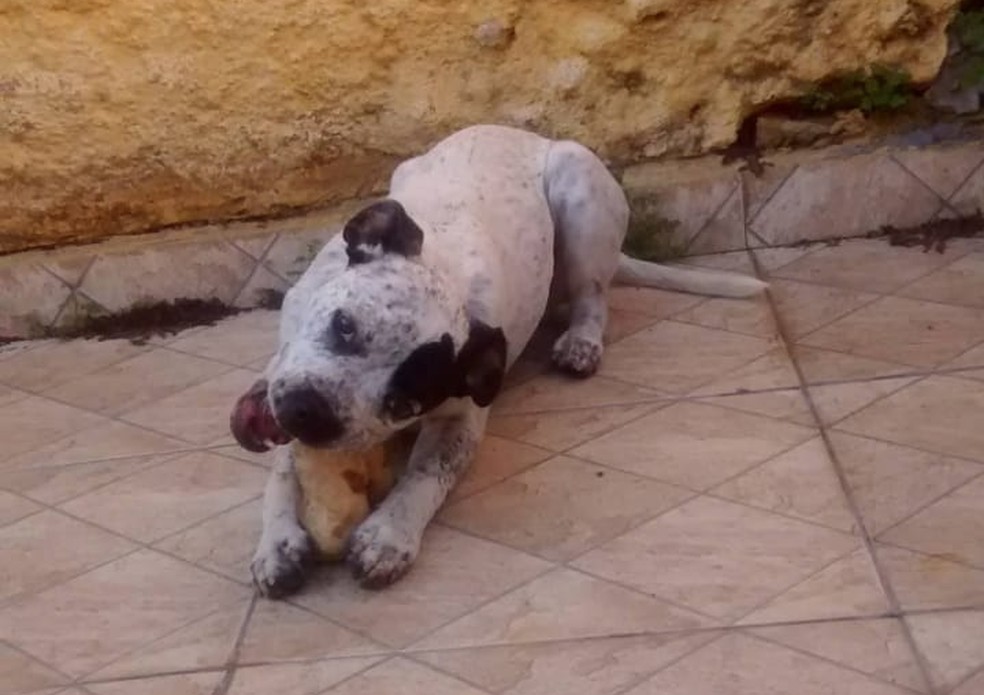 Morango, de 1 ano, ganha ossos de boi da tutora para se distrair — Foto: Bárbara Góes/Arquivo pessoal