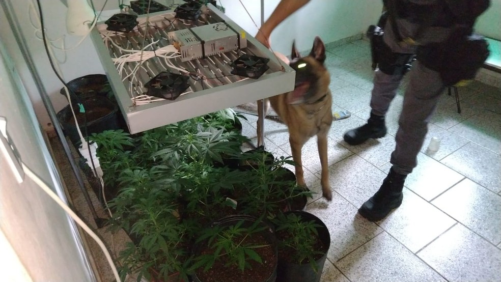 'Estufa' de plantação de maconha foi desmanchada — Foto: Polícia Militar