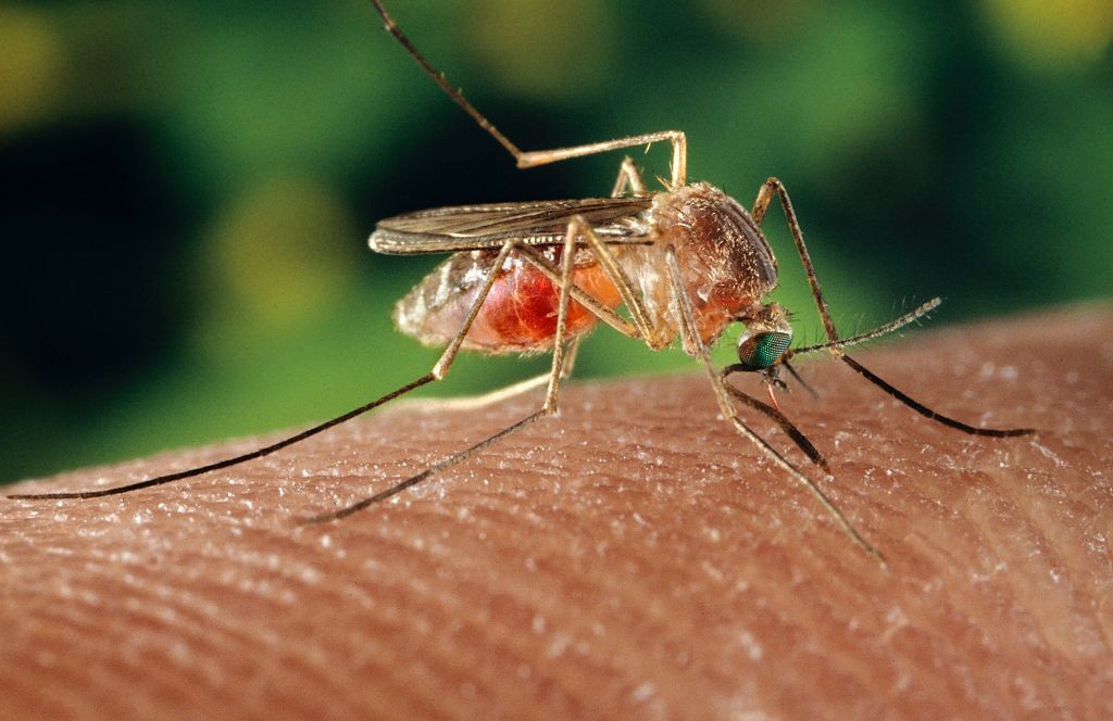 A doença é transmitida pelo mosquito Culex (Foto: Getty Images)