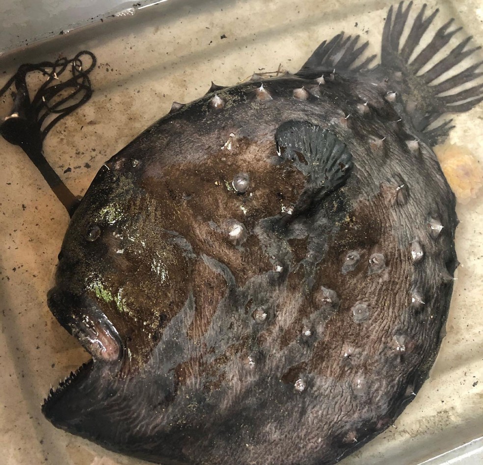 Versão real de peixe de ‘Procurando Nemo’ é encontrado em praia