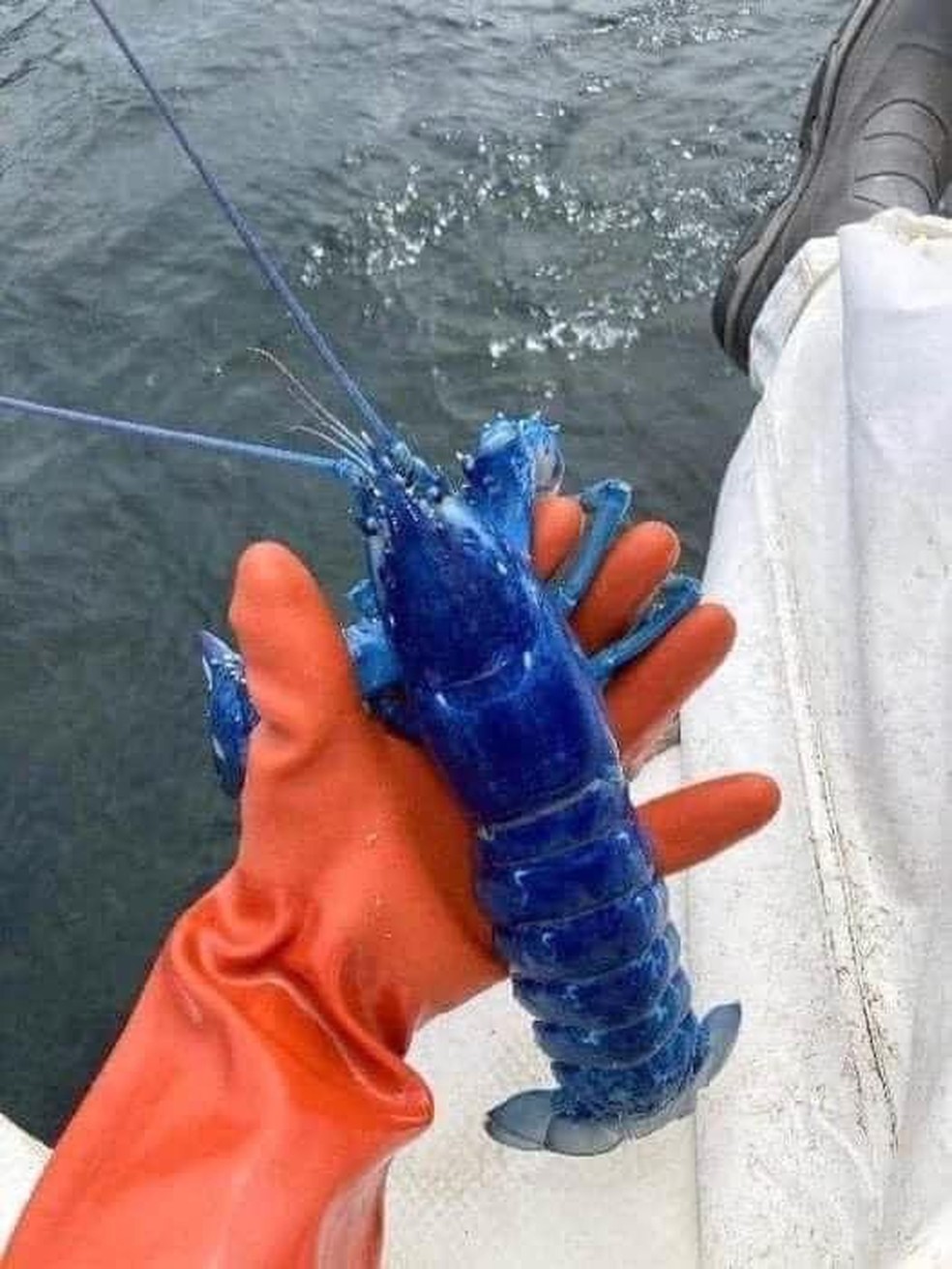 Lagosta azul pescada no mar de Portland, nos EUA — Foto: Redes sociais/@LarsJohanL