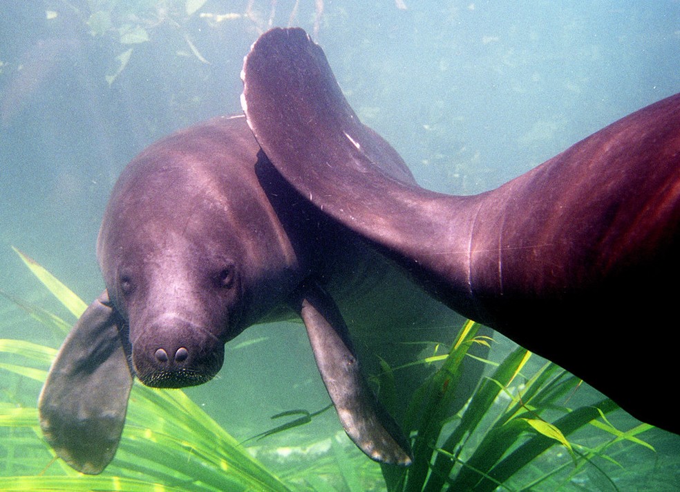 Extinção do peixeboidaamazônia prejudica rios brasileiros Terra da Gente G1