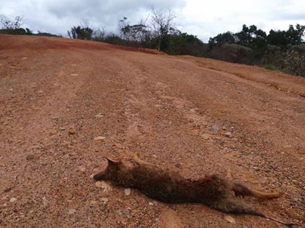 Raposa foi encontrada morta na Serra da Canastra (Foto: Daniela Labonia/Divulgação)