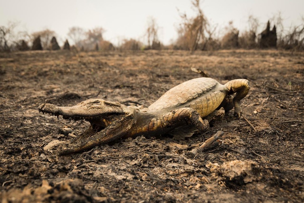 Imagens retratam animais do Pantanal durante as queimadas que devastaram a regio  Foto: Deny Kobayashi