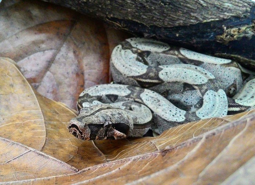 De Jiboia A Anaconda Conheca As Cinco Maiores Cobras Da Regiao Amazonica Amazonas G1