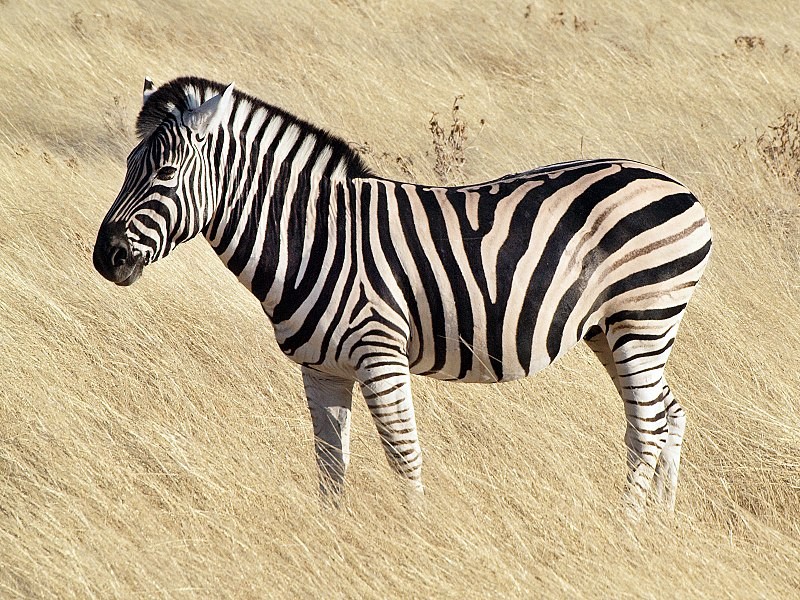 Zebra (Foto: Flickr/Gusjer/Creative Commons)