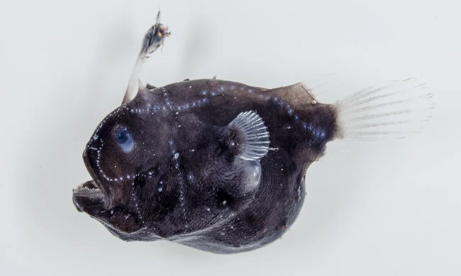 Um espécime de peixe fêmea tamboril juvenil.