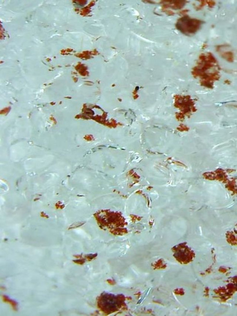 Os pesquisadores descobriram um novo gênero de algas chamado 'Sanguina', que é responsável pela neve vermelha nos Alpes franceses acima de 2.400 metros — Foto: Alpalga via BBC
