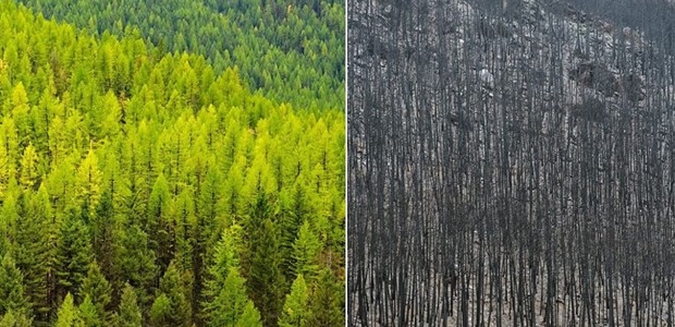 Perda da fauna e flora, poluição e outras consequências podem ser vistas nas simulações do Greenpeace (Foto: Instagram/ Reprodução)