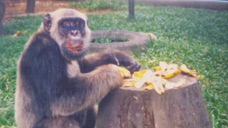 O Macaco Tião recebeu 400 mil votos para prefeito do Rio de Janeiro (Foto: Rio Zoo / Reprodução)