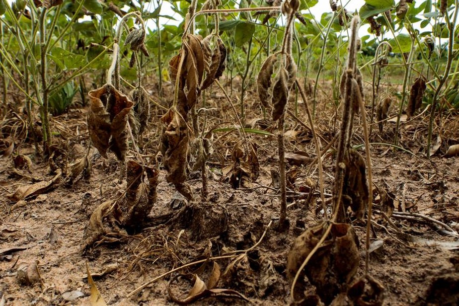 Soja é uma das culturas afetadas pela falta de chuva no território gaúcho