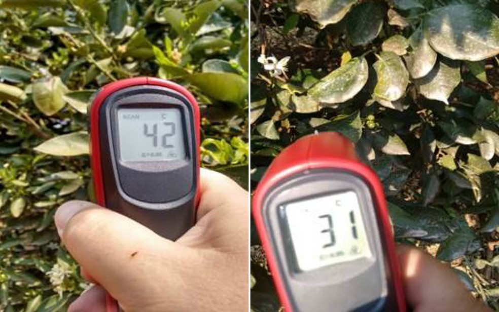 TermÃ´metro digital mostra a temperatura do citrus sem aplicaÃ§Ã£o do protetor solar (esquerda) e com o produto (direita) â€” Foto: Marcelo Rolim/Arquivo Pessoal