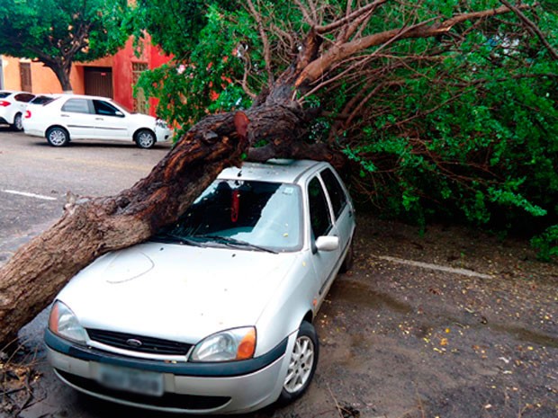 Árvore caiu em cma de Fiesta no Centro de Mossoró, RN (Foto: Ismael Sousa/G1)