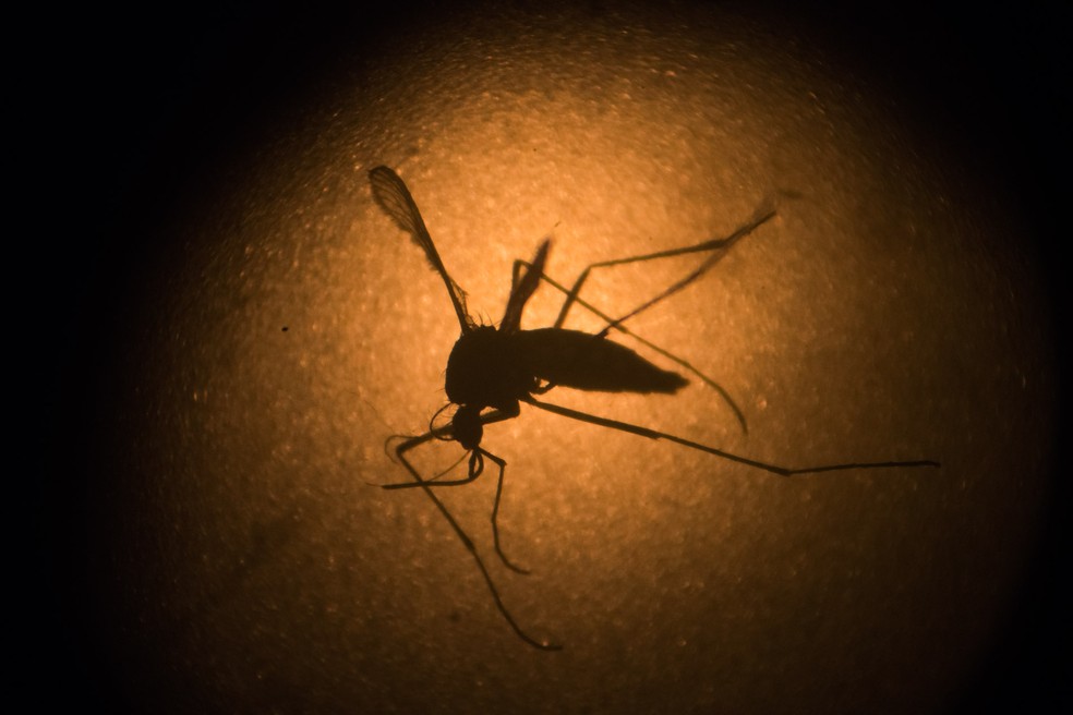 Aedes aegypti no instituto Fiocruz em Recife. O mosquito Ã© transmissor de doenÃ§as como a dengue, chikungunya e do vÃ­rus zika â€” Foto: Felipe Dana/AP