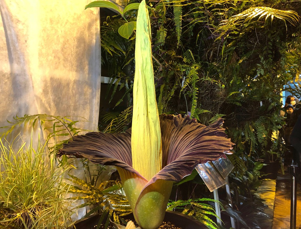 Visitantes observam a rara floração da Sumatram Titam arum, ou flor cadáver, no Jardim Botânico da Universidade de Varsóvia, no domingo (13) — Foto: AP Photo/Monika Scislowska