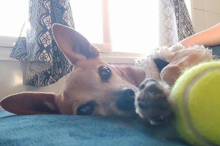 Cães recebem atendimento oftalmológico gratuito durante campanha em Passo Fundo