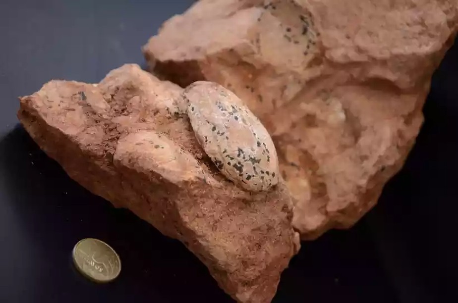 Ovos de 80 milhões de anos são encontrados em obras de rodovia em MG