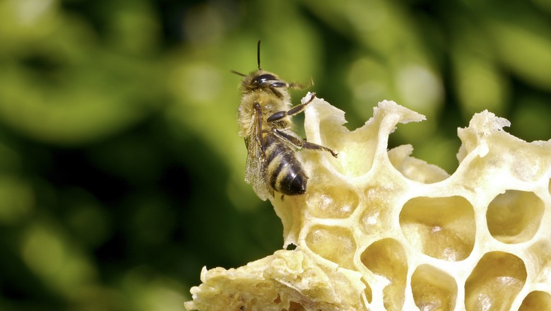 abelha-cera-apicultura-mel- (Foto: Divulgação/Bayer)