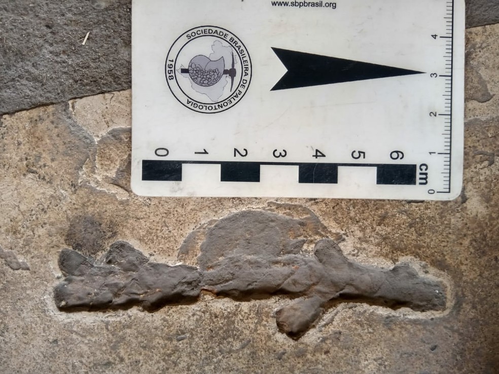 Fósseis de aproximadamente 100 milhões de anos podem ser vistos em pedras de uso ornamental no Piauí; especialista explica — Foto: Juan Cisneros