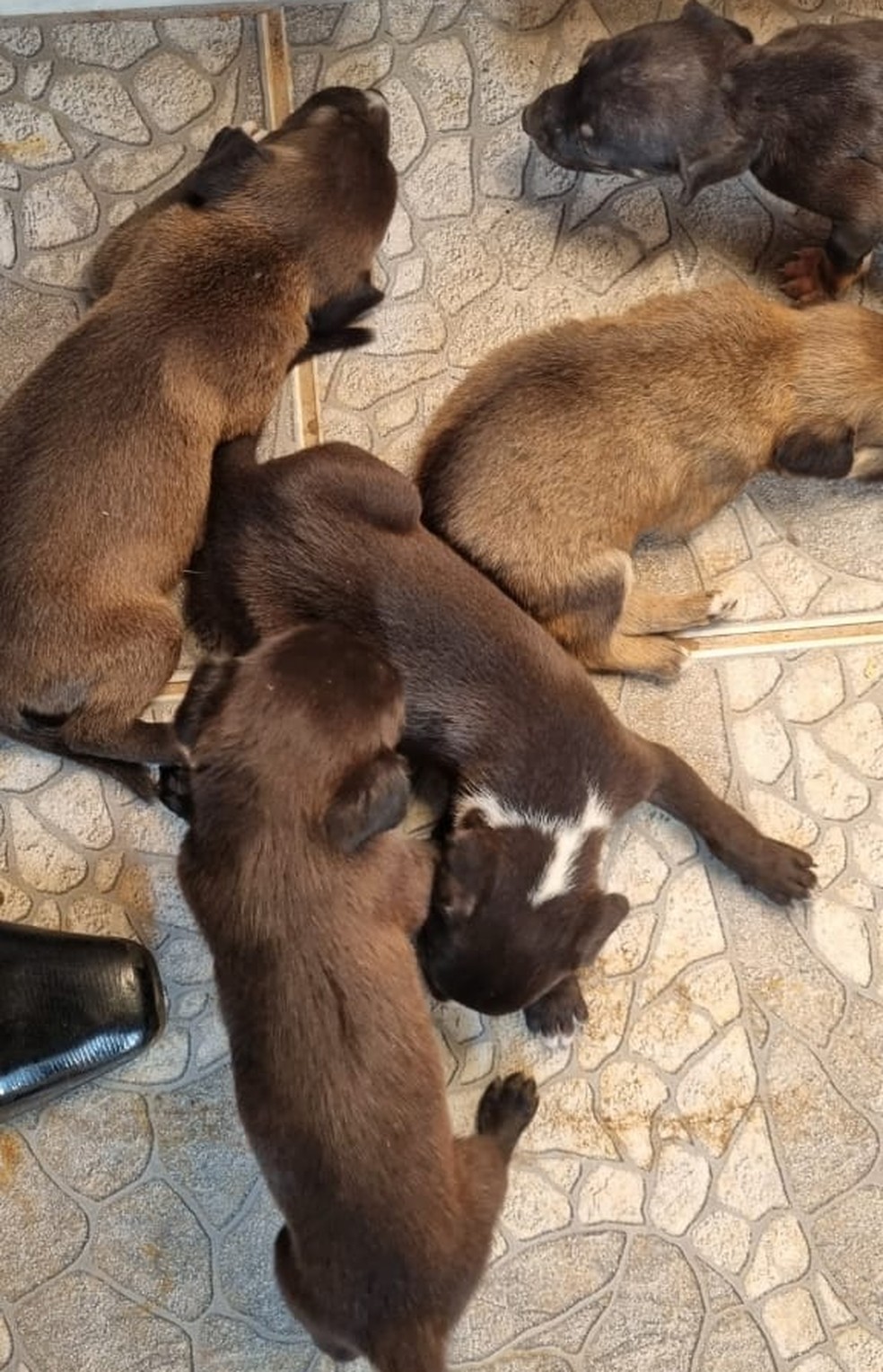 Cães disponíveis para doação em Cuiabá — Foto: Divulgação