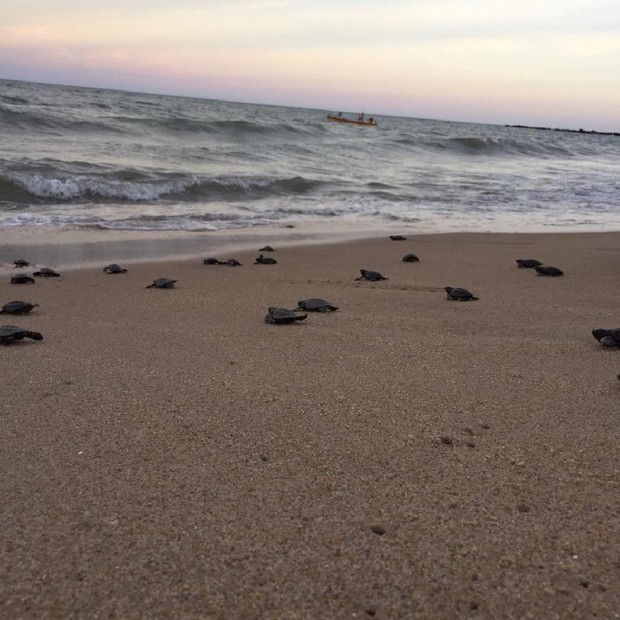 Mais 97 tartarugas-de-pente nascem na praia do Janga (Foto: Prefeitura do Paulista- PE)