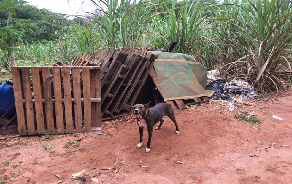 A PM elaborou uma multa ambiental de R$ 12 mil em Lençóis Paulista (SP) — Foto: Polícia Militar Ambiental/Divulgação